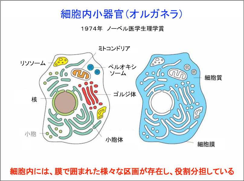 細胞 小 器官